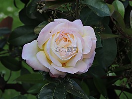 羅莎,植物,美