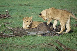 野生動物,哺乳動物,自然