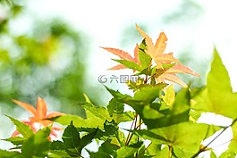 槭樹,大自然,綠葉
