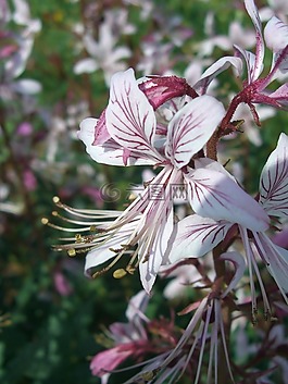 花,開花,白