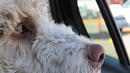 狗,車窗外,狗臉