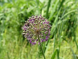 開花,紫,花