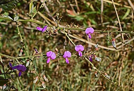 野生甜豌豆分組,野花,花