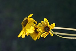盛開,植物區(qū)系,花