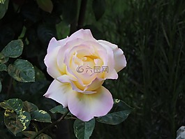 羅莎,花園,春