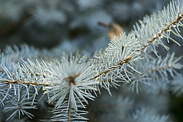 針葉樹,植物區(qū)系,松