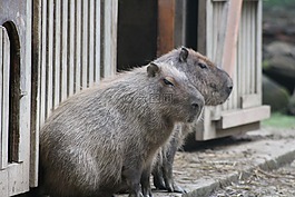 水豚,南美洲,動(dòng)物園