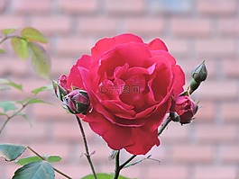 羅莎,花園,鮮花