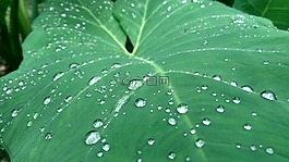水滴,喀拉拉邦,水
