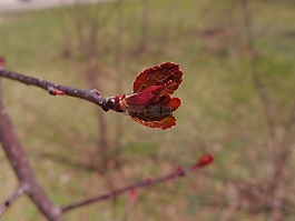 樹木,葉子,紅色