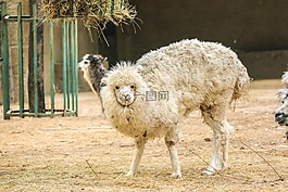羊駝,動物園,可愛