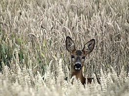 獐鹿,野生,森林
