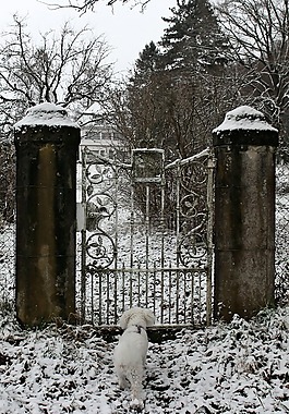 冬天,雪,狗