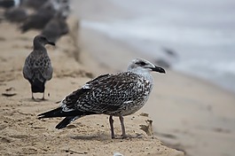 動物,禽,海灘