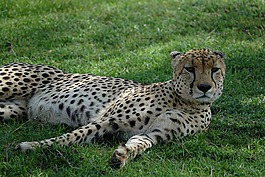 野生動物,哺乳動物,貓