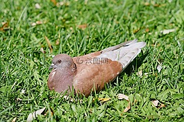 鴿子,鳥,羽毛比賽