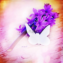 風(fēng)信子,花,鮮花