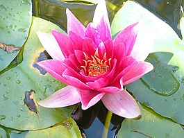 水中百合,水花卉,花卉