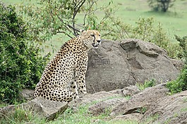 自然,野生動物,戶外