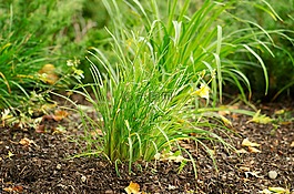 草,植物區(qū)系,自然
