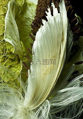 牛蛋,教皇蛋,水果
