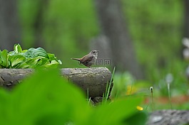 自然,戶外,野生動物