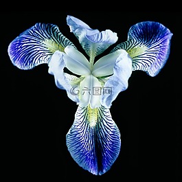 虹膜,花,開花