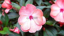花,粉紅色,粉紅色的花