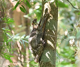 貓猴,哺乳動(dòng)物,自然