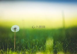 盛開,開花,蒲公英
