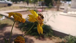 蜜蜂,花,野生
