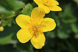 你的金盞花,春,花