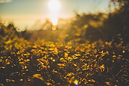 草,植物,日出