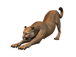 美洲獅,捕食,野貓