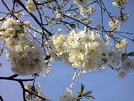 春,鮮花,櫻桃
