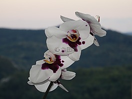 蘭花,花卉,春天