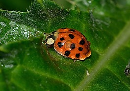 瓢蟲,甲蟲,cocinella