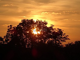 太陽,夏天,日落