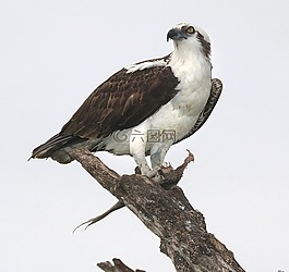 魚(yú)鷹,坐,猛禽
