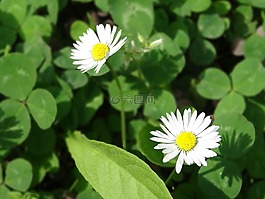 花卉,雛菊,綠色