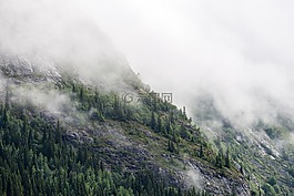 針葉樹,冷杉,霧