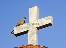交叉,野鴿子,休息