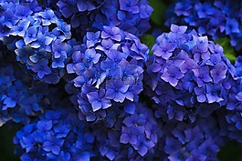 盛開,開花,特寫