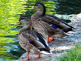鴨,鴨夫婦,鳥(niǎo)類(lèi)