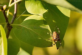 陽光,蜘蛛,昆蟲