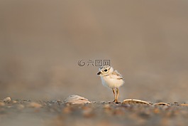 動物,禽,鳥嘴