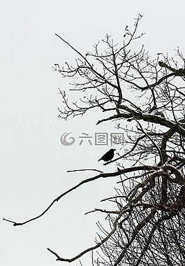 鳥,烏鴉,坐在