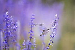 動物,鳥,盛開