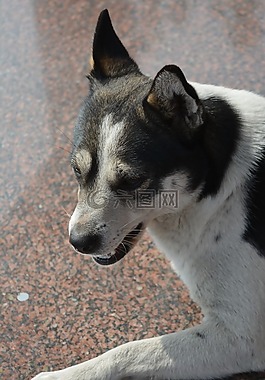 中华田园犬,狗,花狗