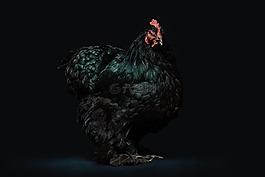 動物,禽,鳥嘴